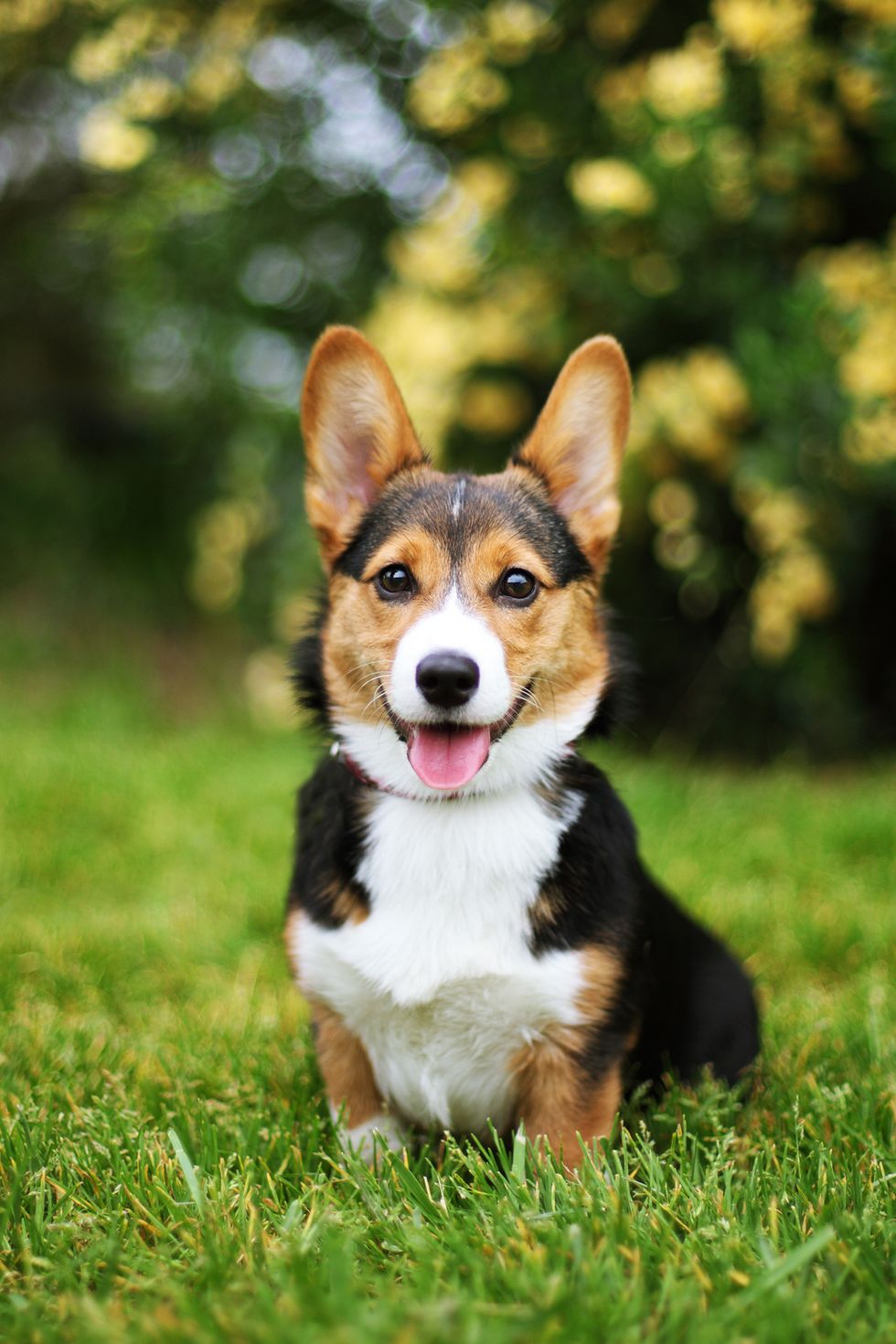 pembroke-welsh-corgi.jpg