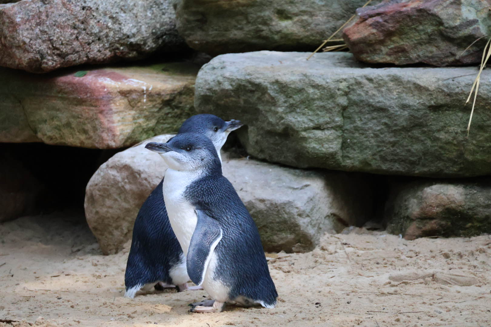 penguin.jpg