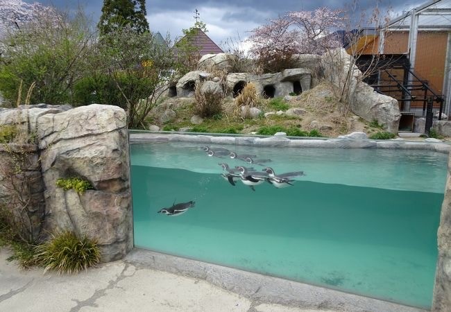 penguins.jpg