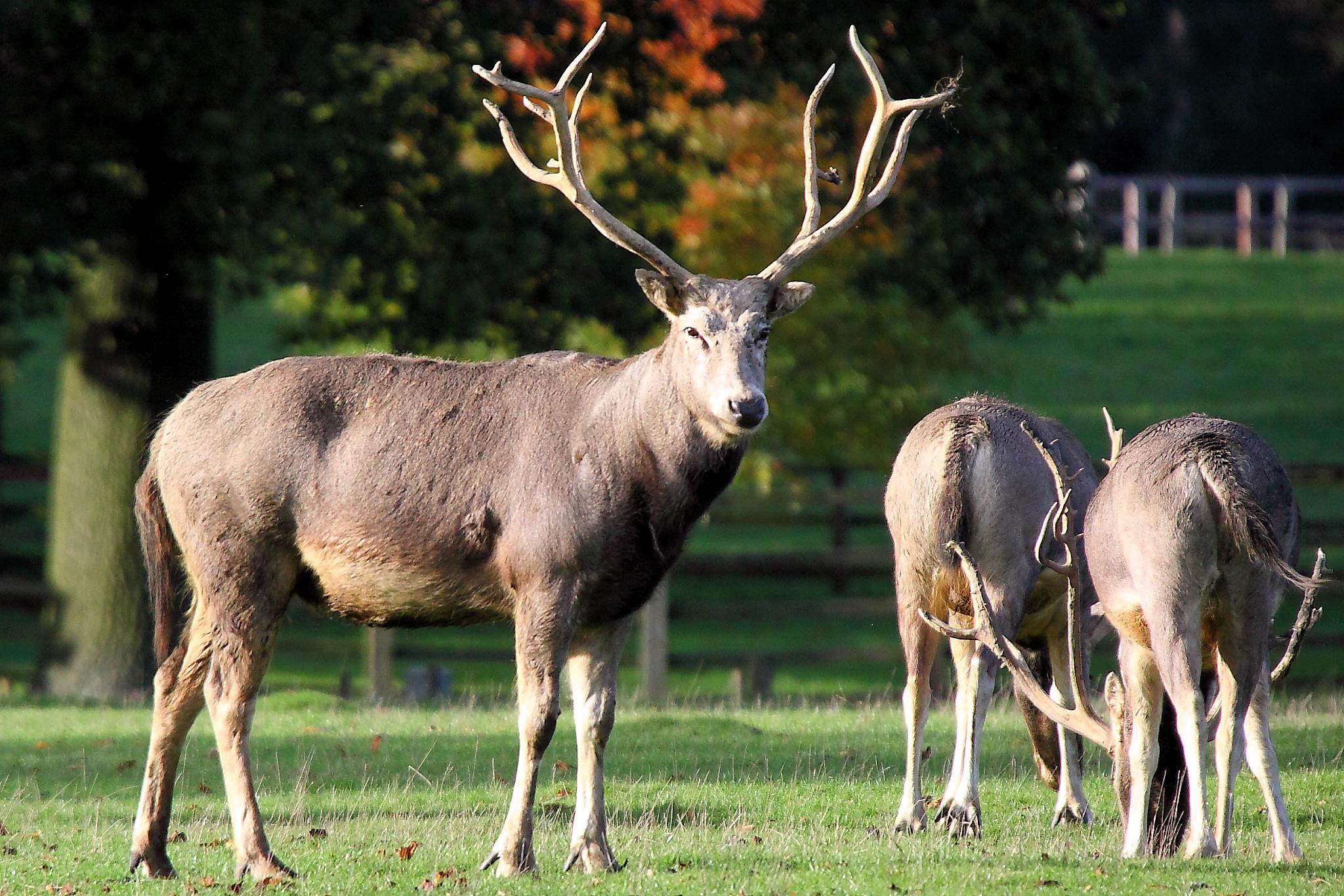Pere_David_Deer_-_Woburn_Deer_Park_(5115883164).jpg