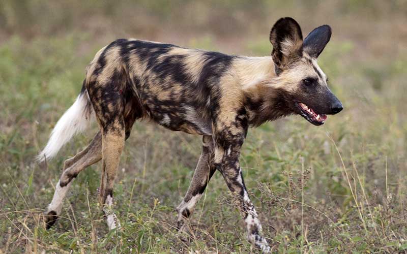 perro-salvaje-africano1-800.jpg