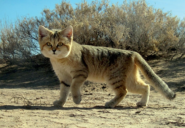 Persian_sand_CAT.jpg