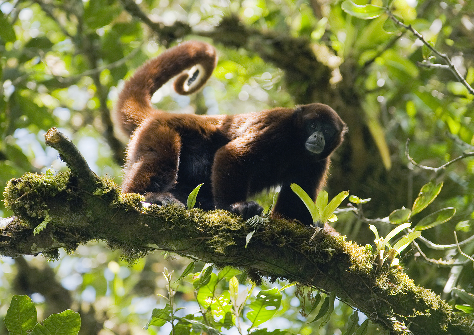 Peru-Kevin-Schafer-Yellow-tailed-Woolly-Monkey.jpg