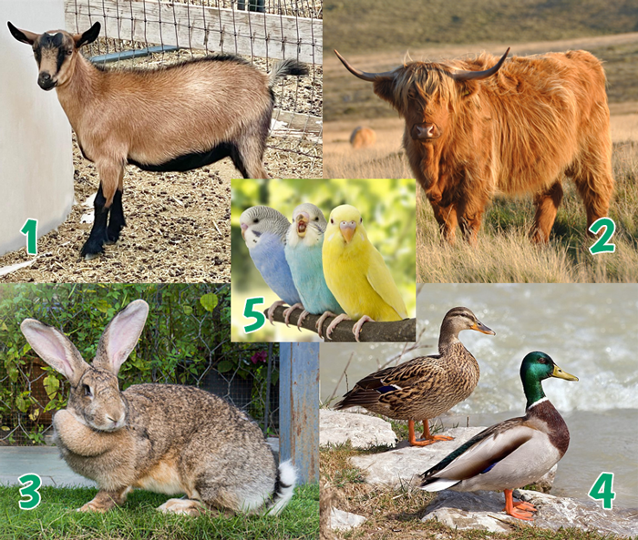 pettingzoo.png