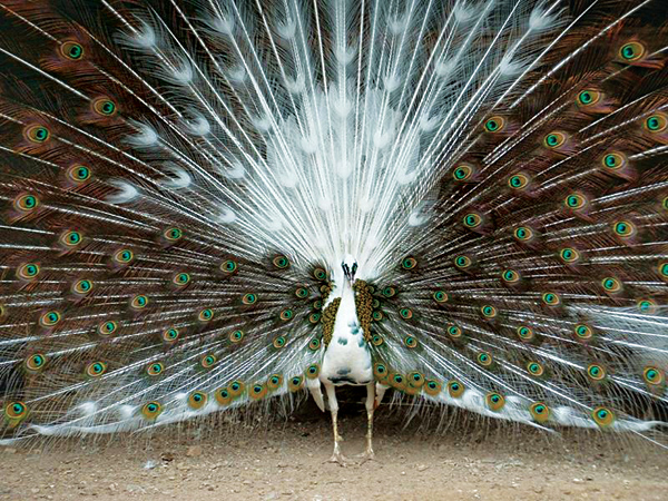 pfau1.jpg