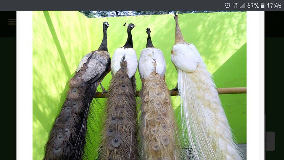 pfau2.jpg