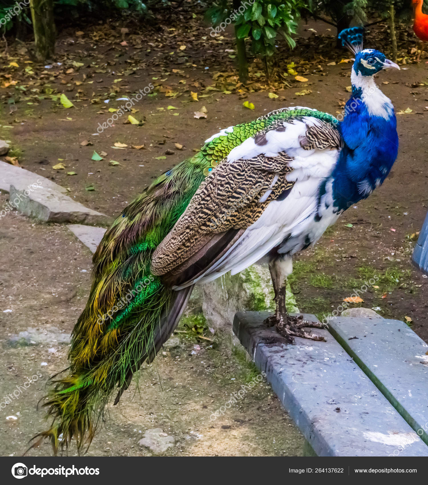 pfau4.jpg