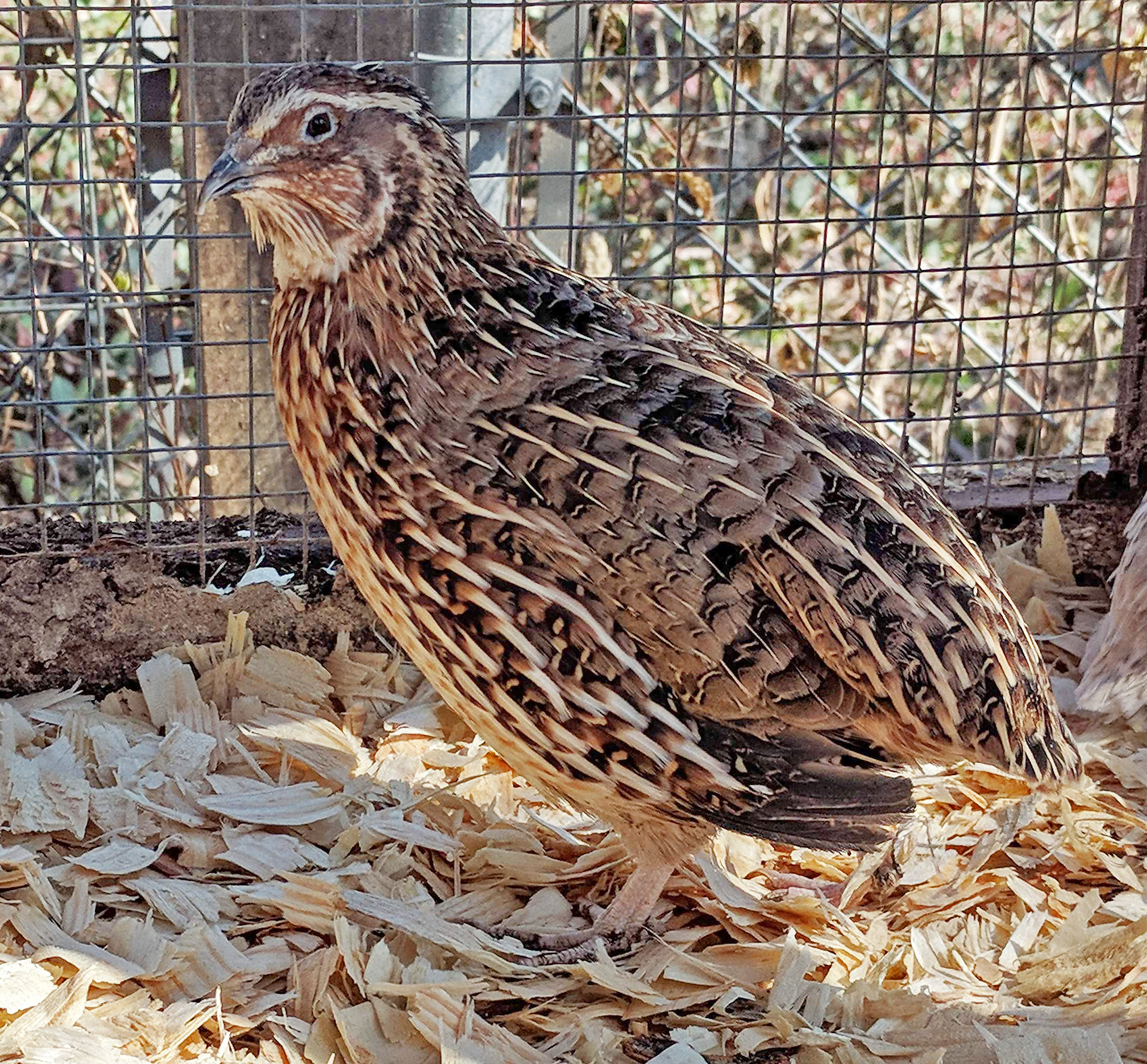 pharaoh-quail.jpg