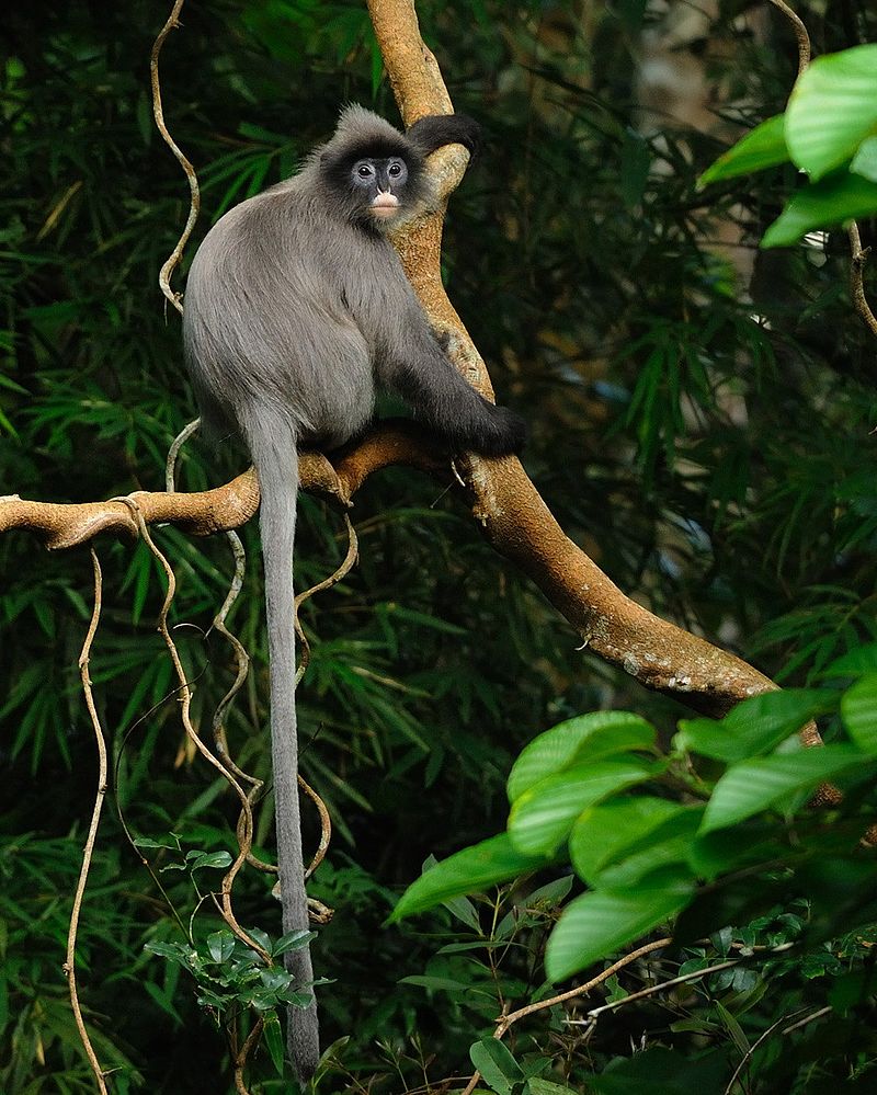 Phayre's leaf monkey.jpg
