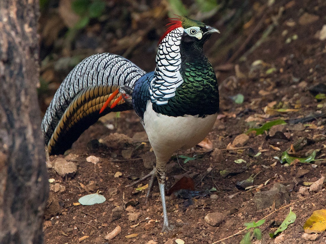 Pheasant,_Lady_Amherst's.jpg