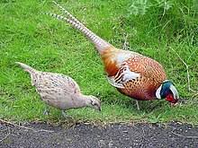 Pheasant.jpg