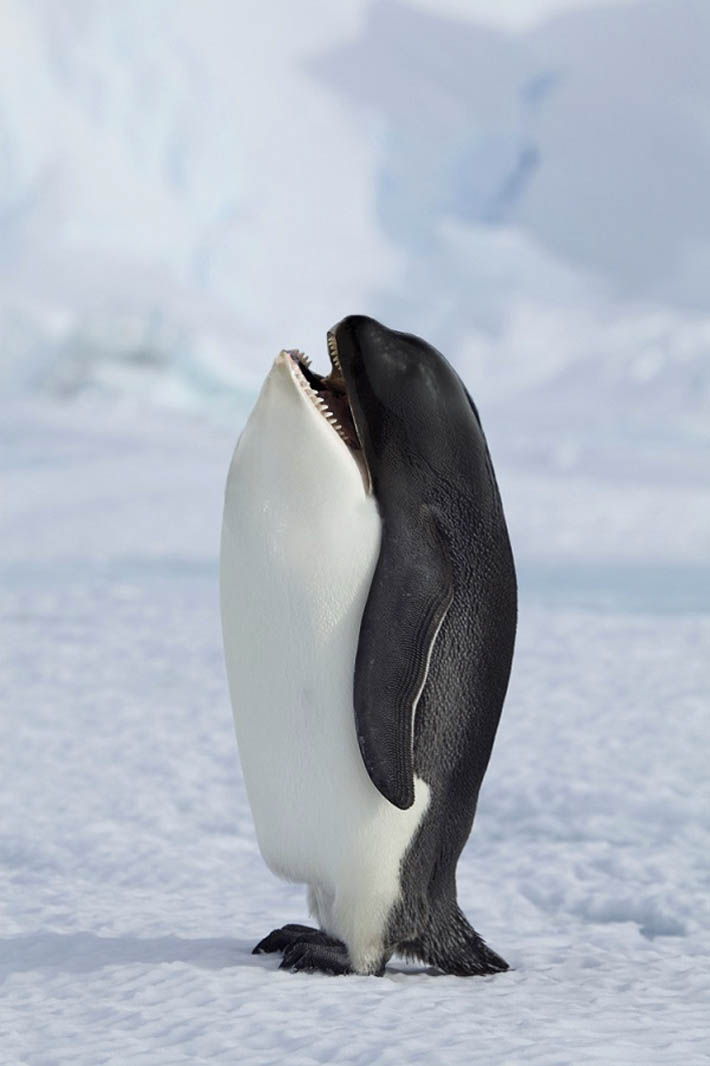 photoshop-animals-together-new-species-1.jpg
