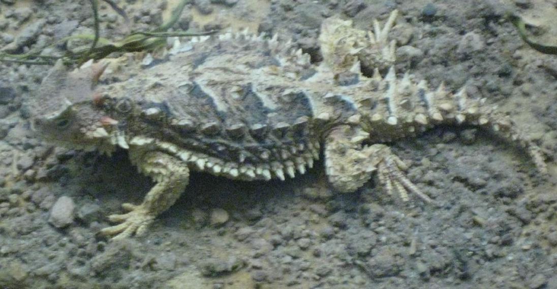 Phrynosoma_asio.jpg