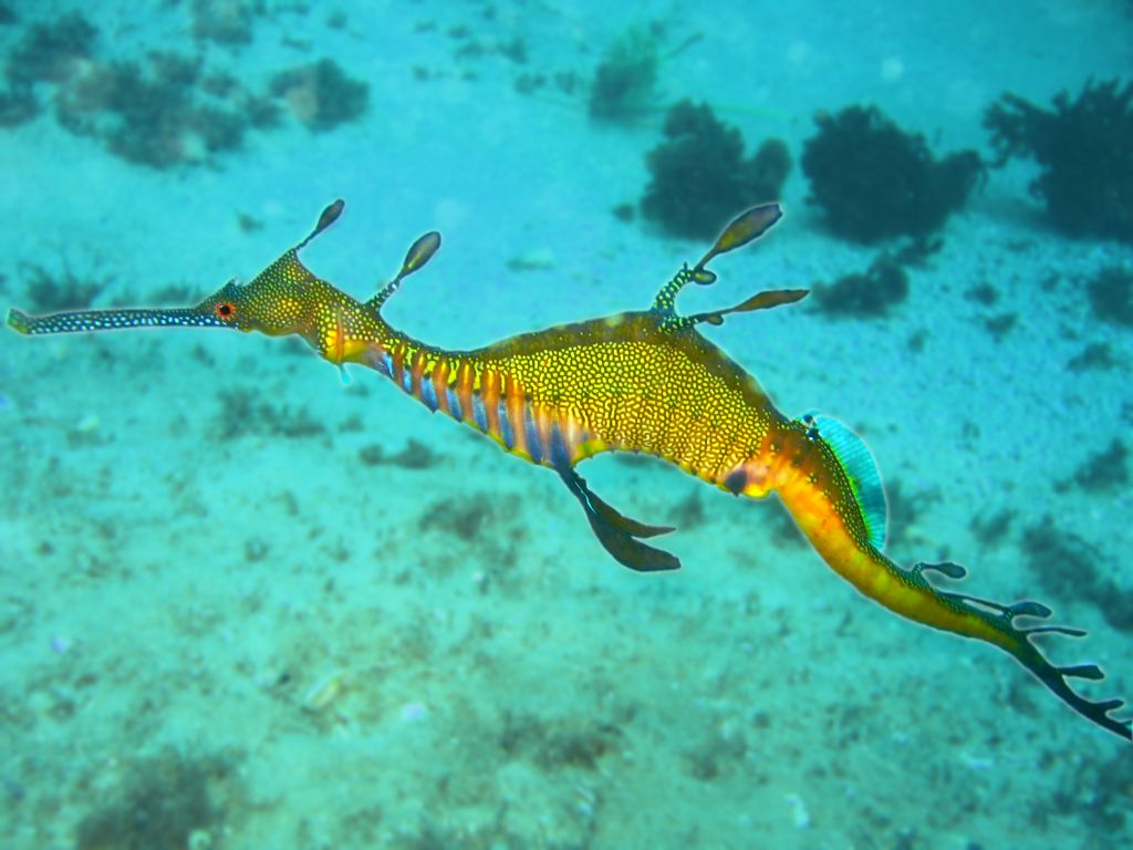 Phyllopteryx_taeniolatus1.jpg