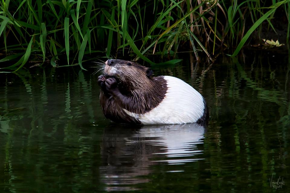 piebald-beaver.jpg
