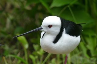 Pied Stilt.jpg
