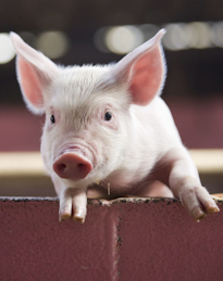 piglet.jpg