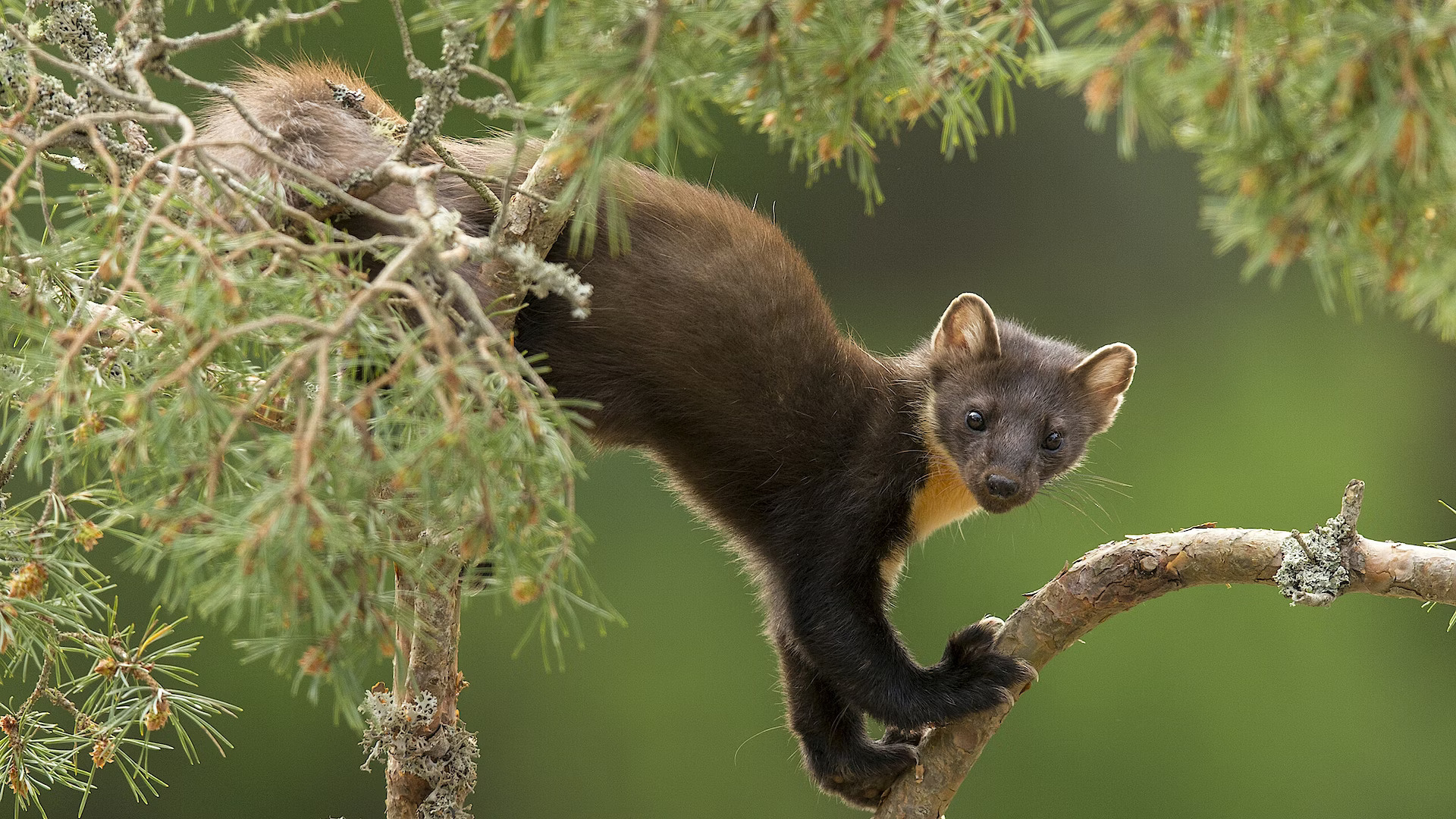 pine-marten-in-pine-tree-c-mark-hamblin-scotlandbigpicture.com.jpg