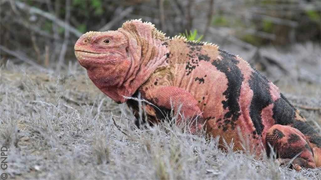 pink-iguana-ecuador-galapagos.jpg