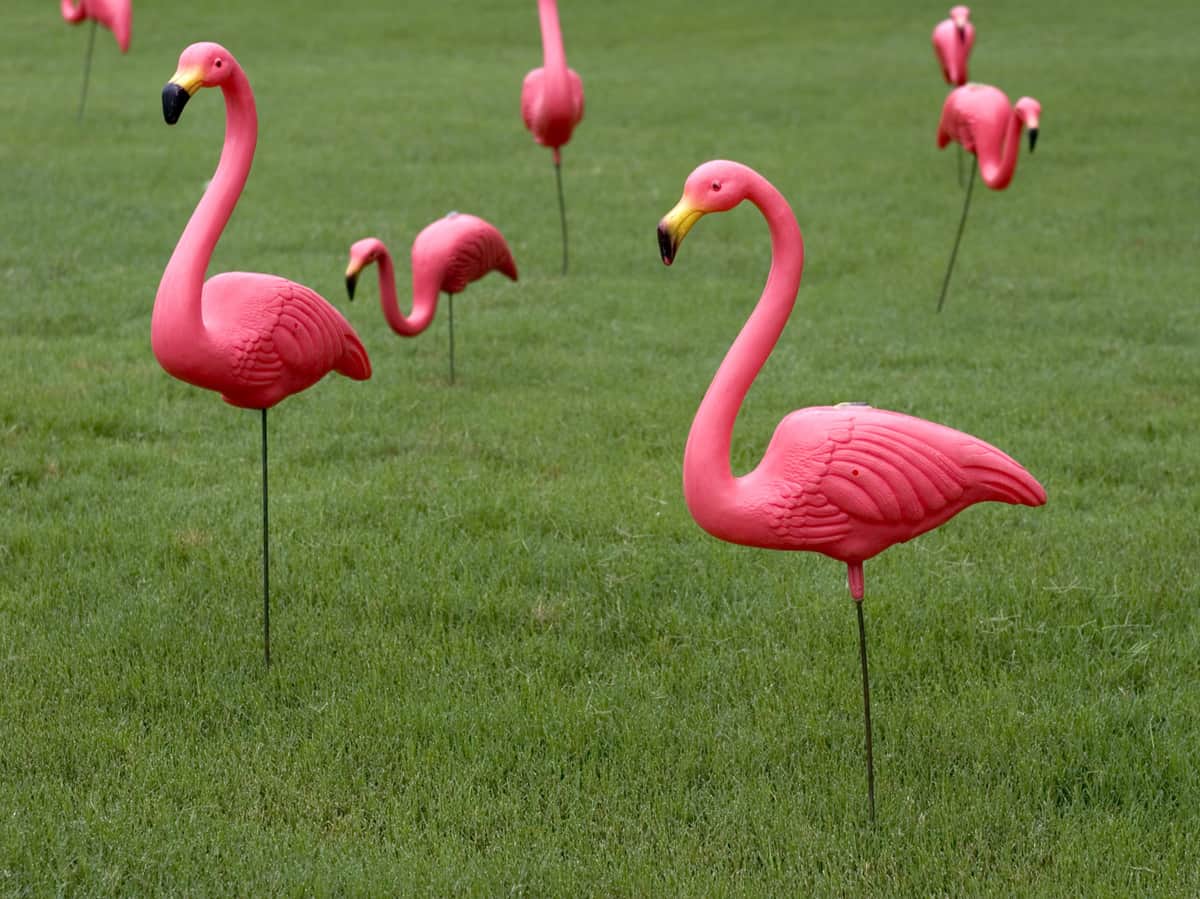 Pink-Plastic-Flamingos-on-lawn..jpg