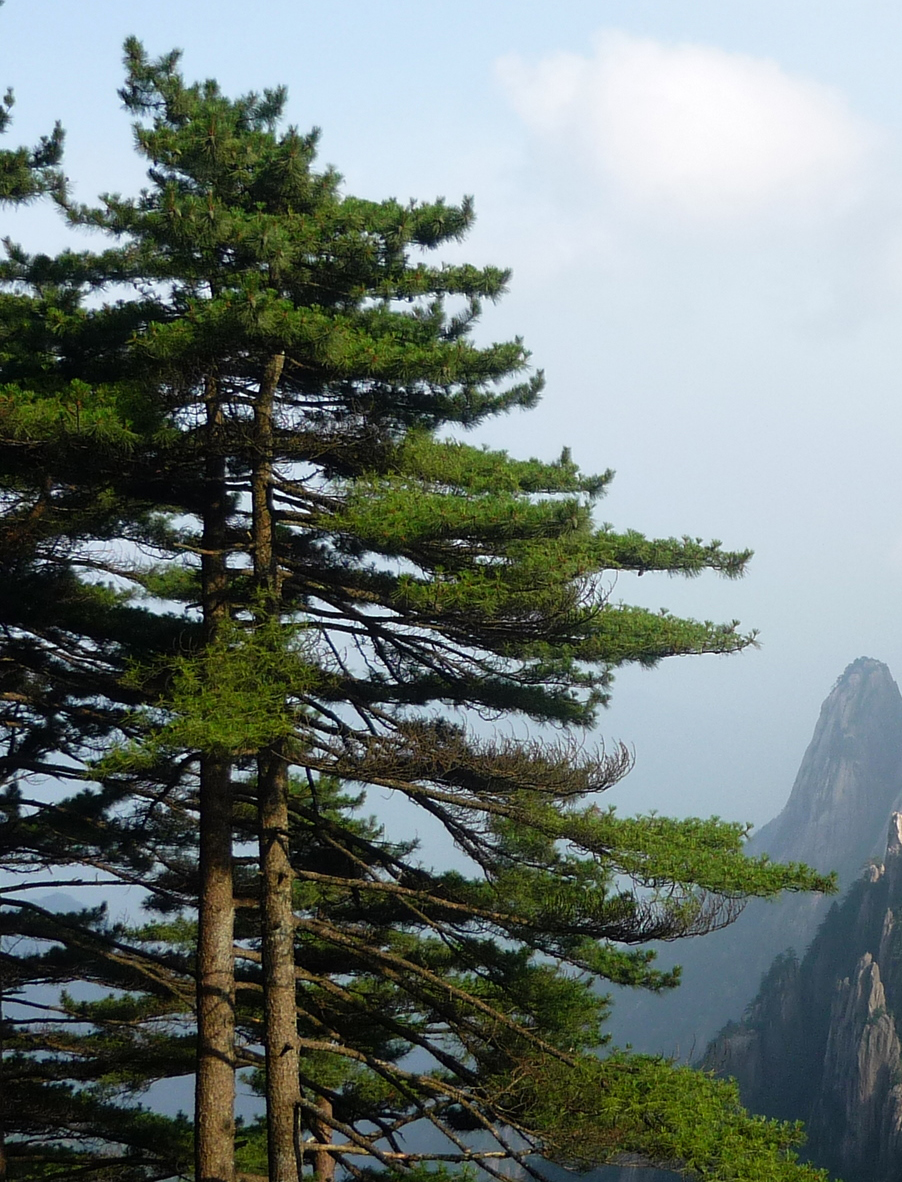 Pinus_hwangshanensis_trees.jpg