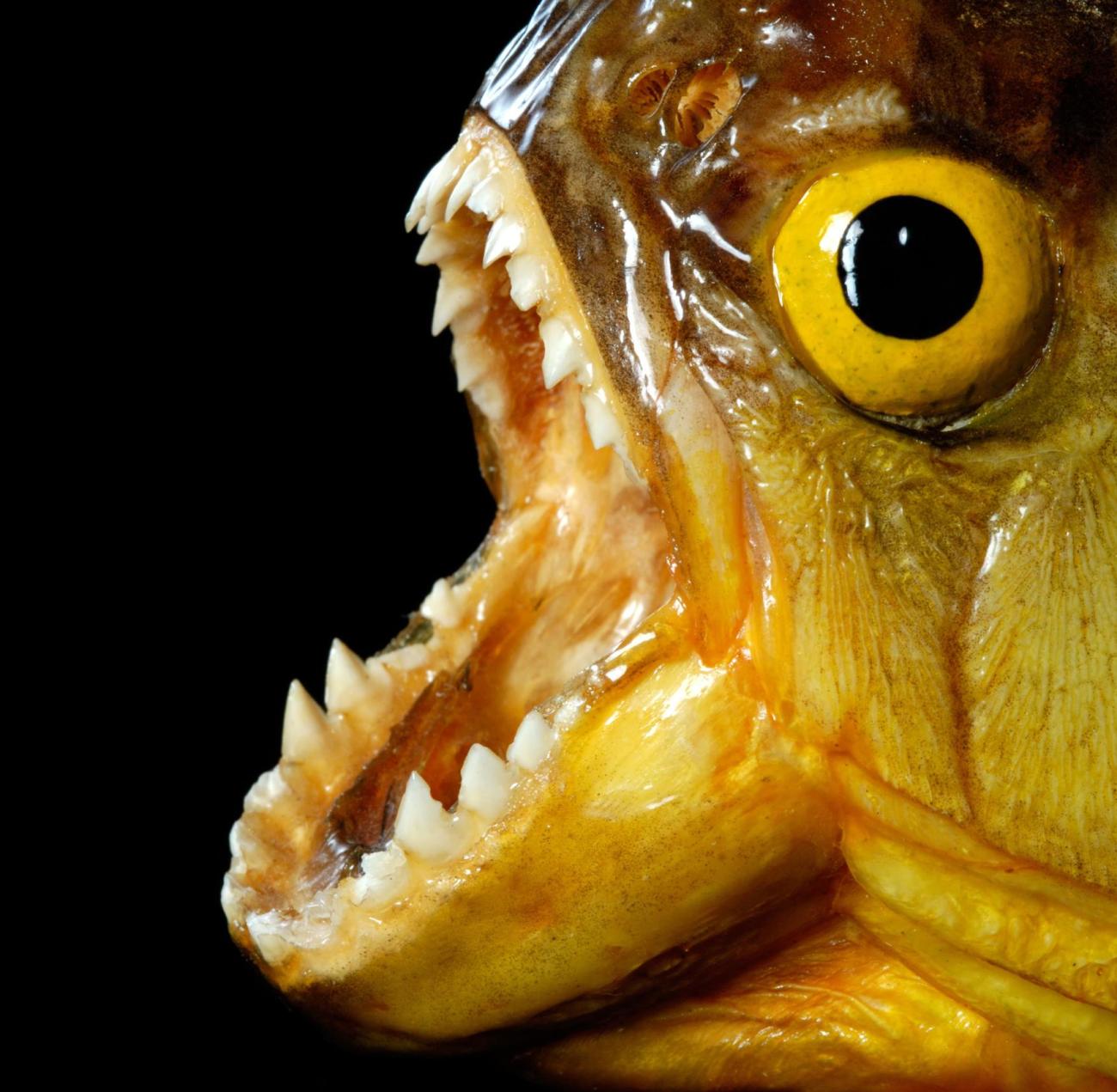 Piranha-Serrasalmus-sp-with-open-mouth-against-a-black-background.jpg
