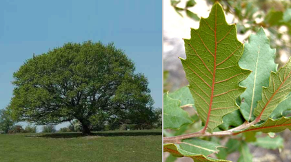 Plant Arctype 2 2.PNG