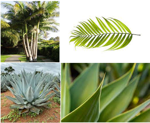 Plant Arctype 2.PNG