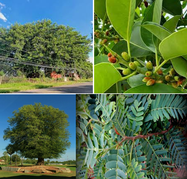 Plant Arctype 3.PNG