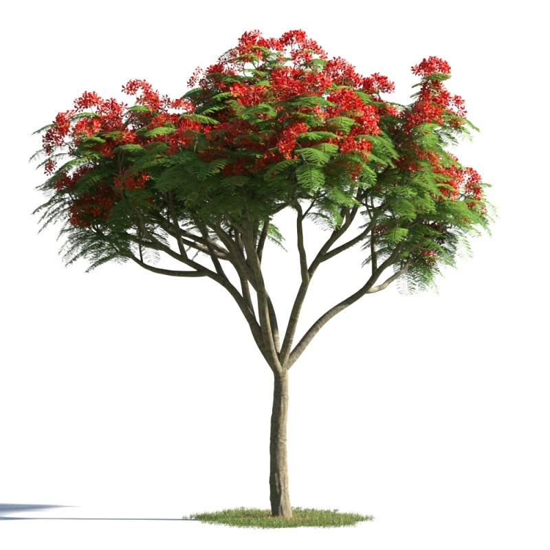 plant4.jpg