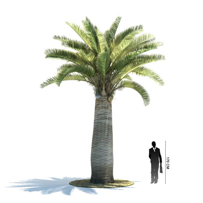 plant92331.jpg
