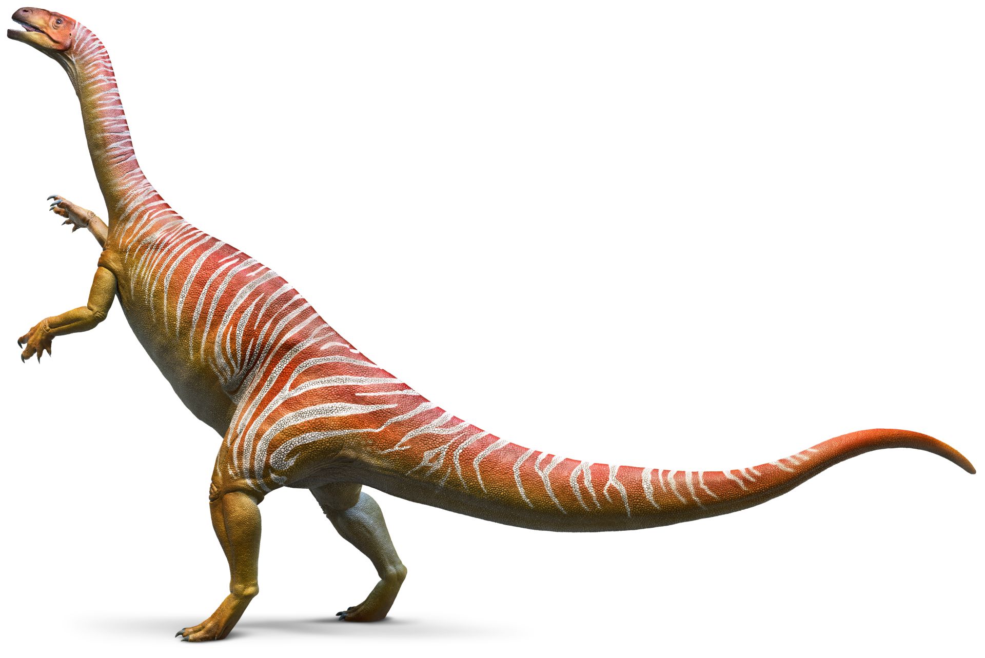 Plateosaurus_whole_bq2b8s.jpg
