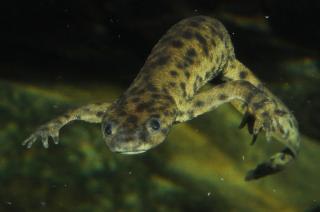 Pleurodeles poireti.jpg