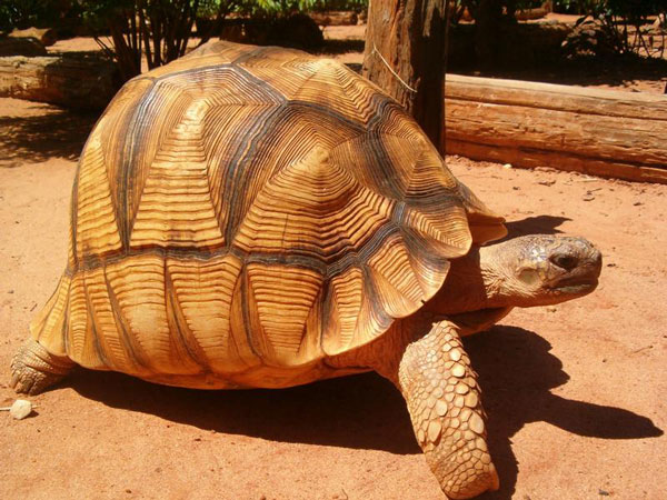 Ploughshare-tortoise600.jpg