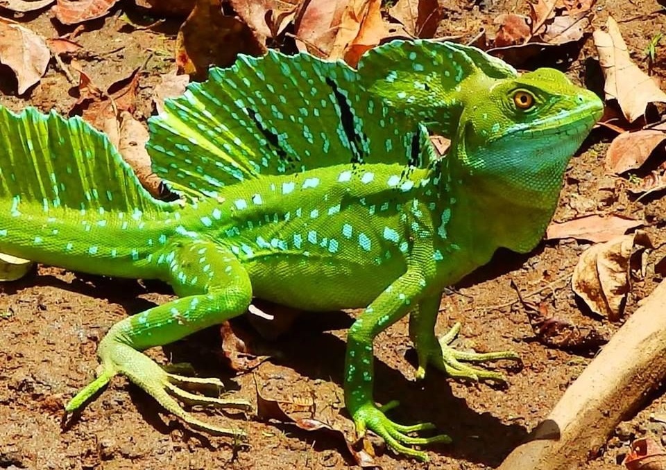 Plumed-Basilisk-Lizard.jpg
