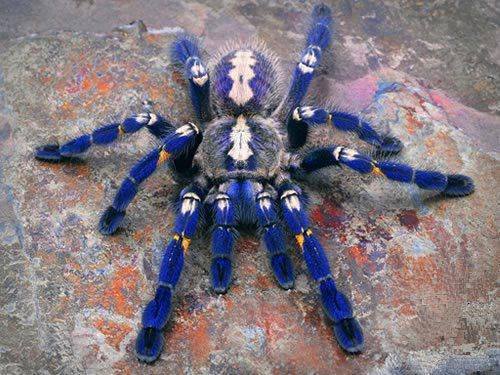 Poecilotheria metallica.jpg