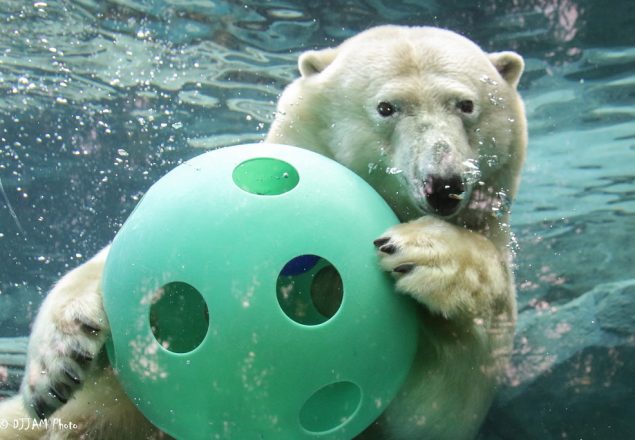 polar-bear-ball.jpg