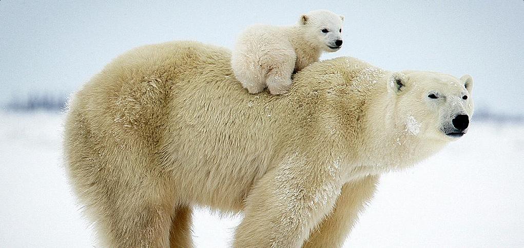 polar bear.jpg