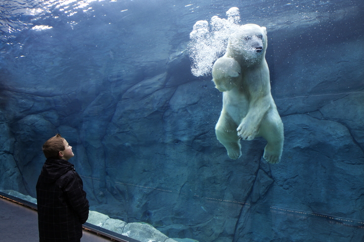 polarbear_aquarium_kines_digi.jpg
