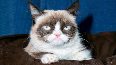 polarcat.jpg