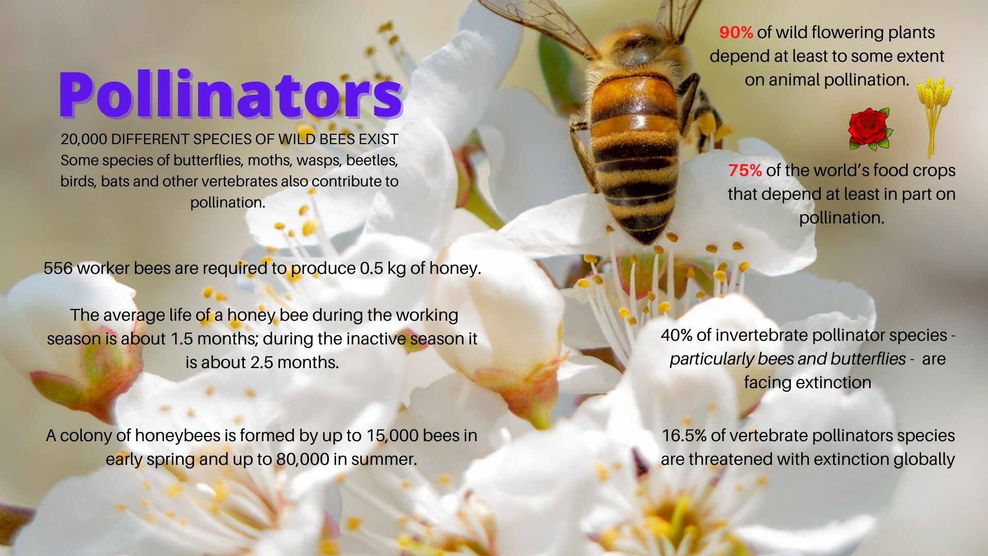 Pollinators.jpg