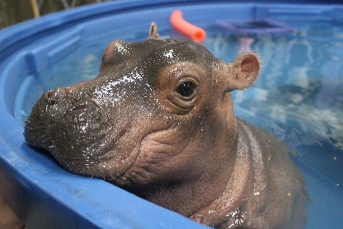 pooltime_lo-500x334.jpg