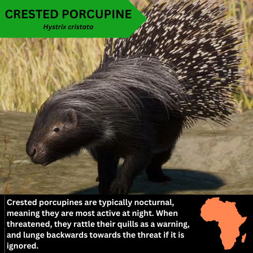 PORCUPINE Hystrix cristata.png