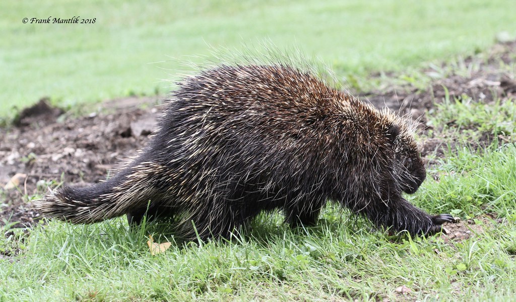 porcupine.jpg