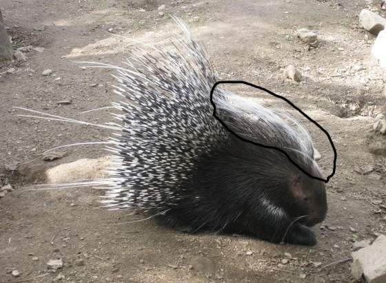 Porcupine.png