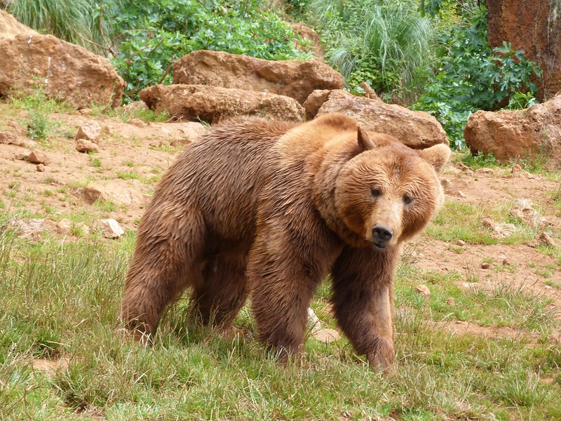 Portada-oso-asturias-promo.jpg