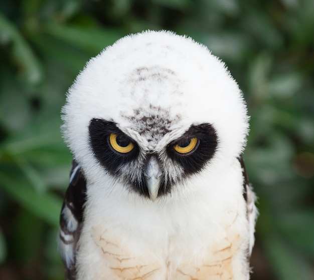 portrait-spectacled-owl_87414-90.jpg