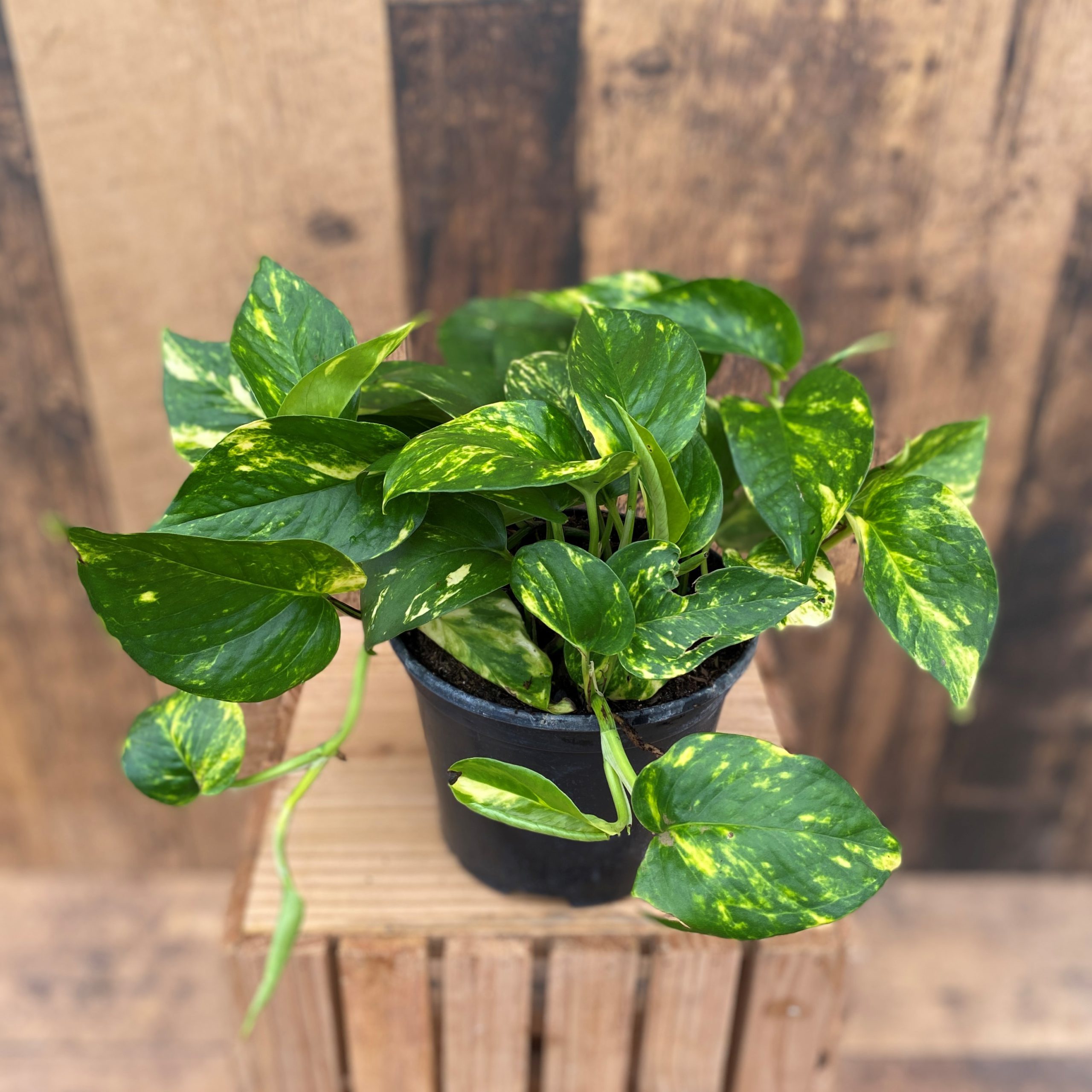Pothos-Golden-6-inch-01-scaled.jpeg