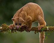 Potos_flavus_(22985770100).jpg