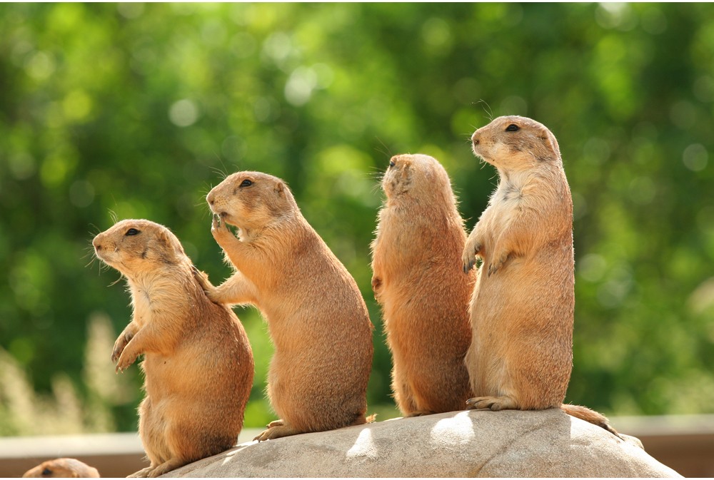 Prairie-Dog-xl.jpg